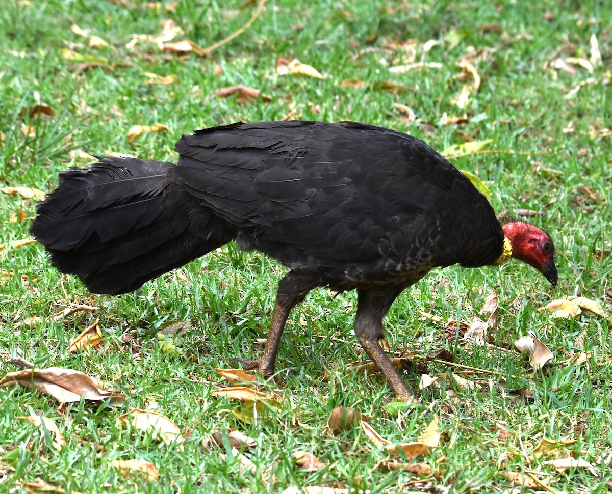 Australian Brushturkey - ML644913584
