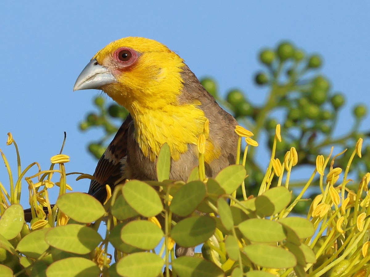 Sakalava Weaver - ML644913585