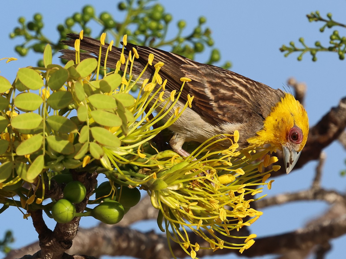 Sakalava Weaver - ML644913586