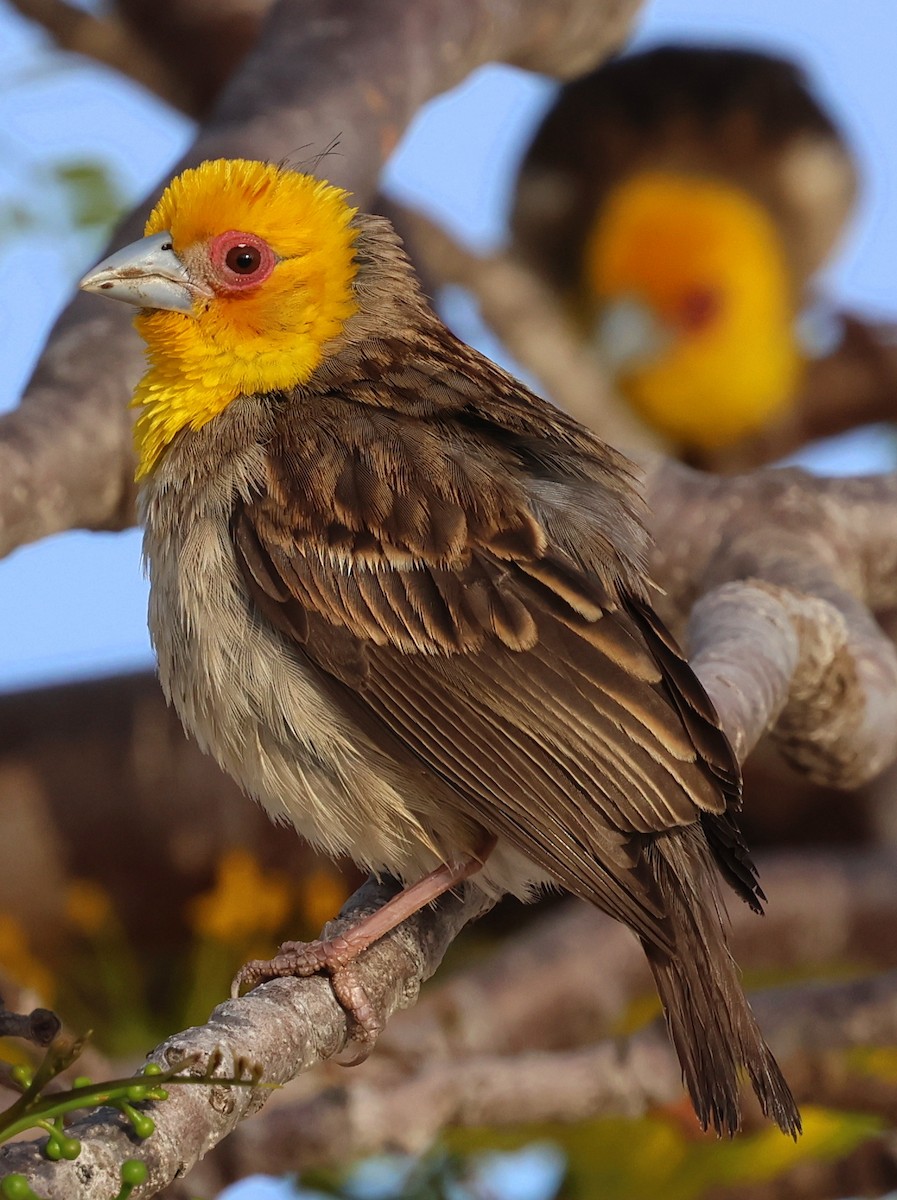 Sakalava Weaver - ML644913587