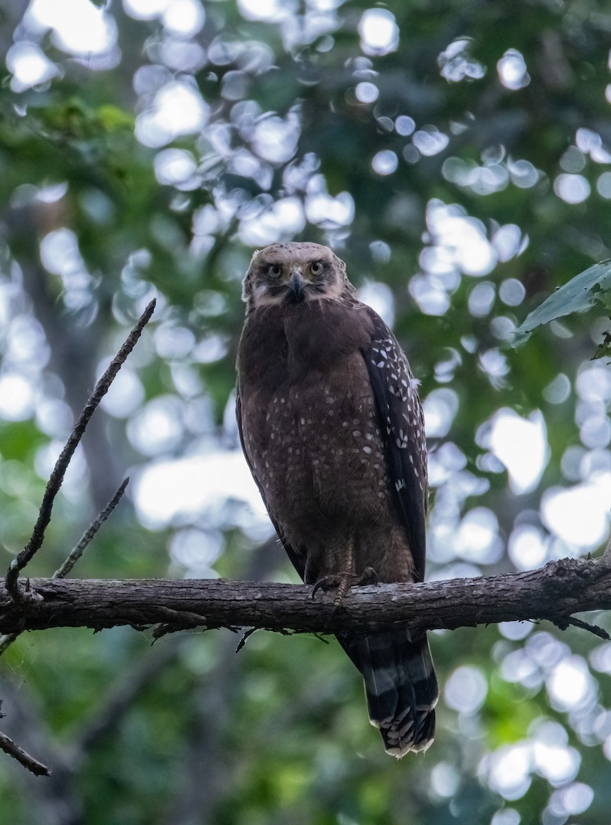 Crested Serpent-Eagle - ML644913588