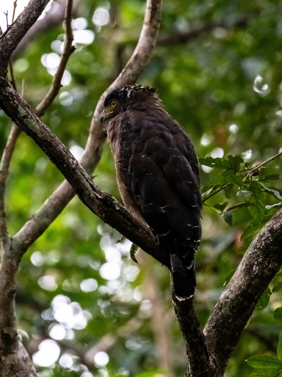 Crested Serpent-Eagle - ML644913589