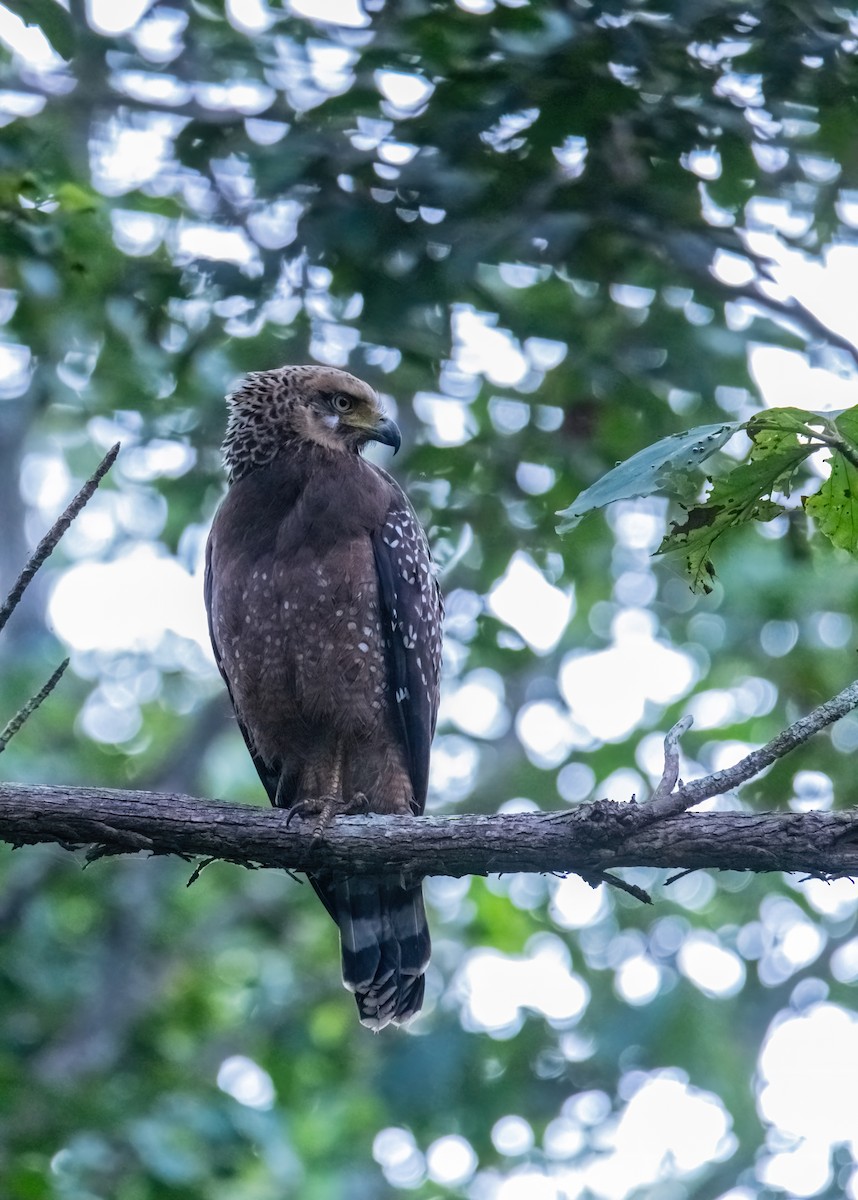 Crested Serpent-Eagle - ML644913590