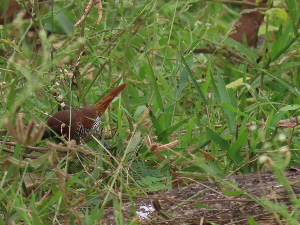 Scaly-breasted Munia - ML644913591