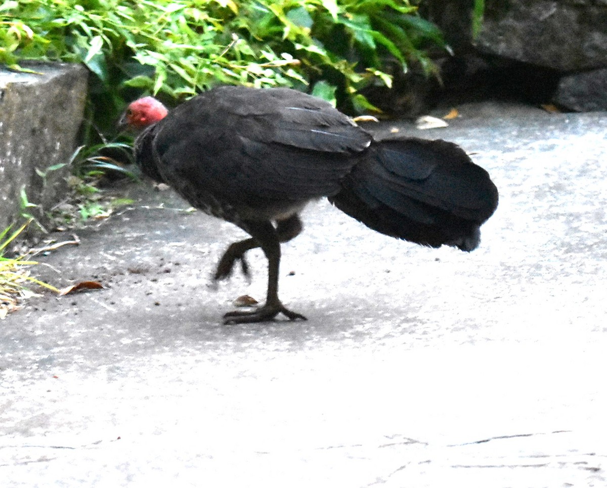 Australian Brushturkey - ML644913592