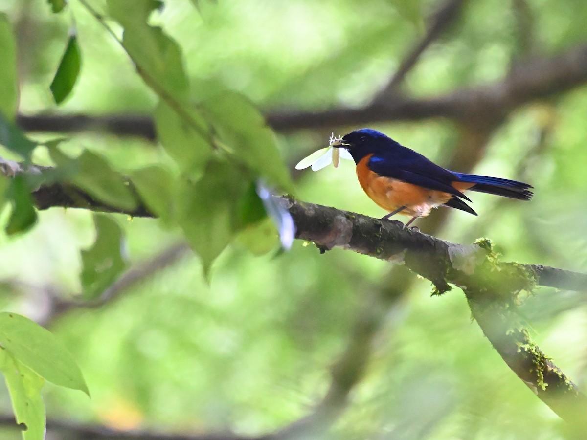 Rufous-bellied Niltava - ML644913593