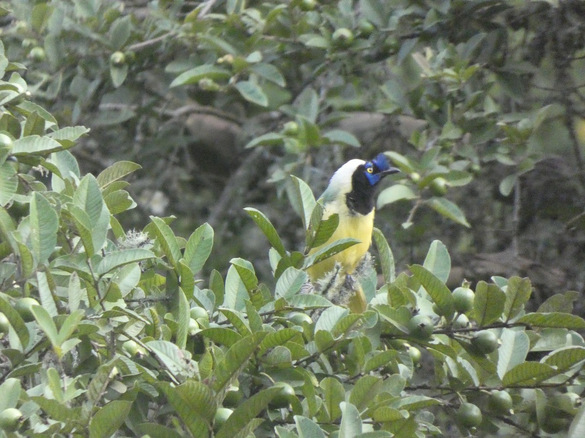 Green Jay - ML644913594