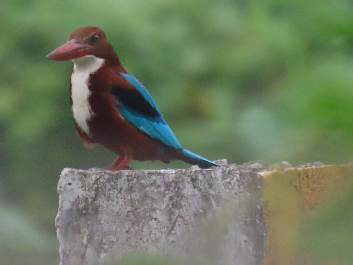 White-throated Kingfisher - ML644913595