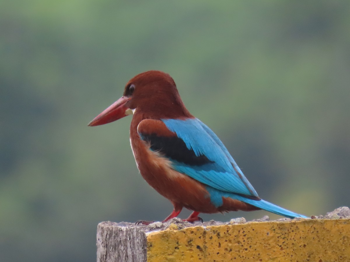 White-throated Kingfisher - ML644913596