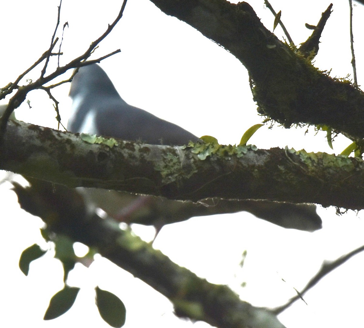 Wonga Pigeon - ML644913598