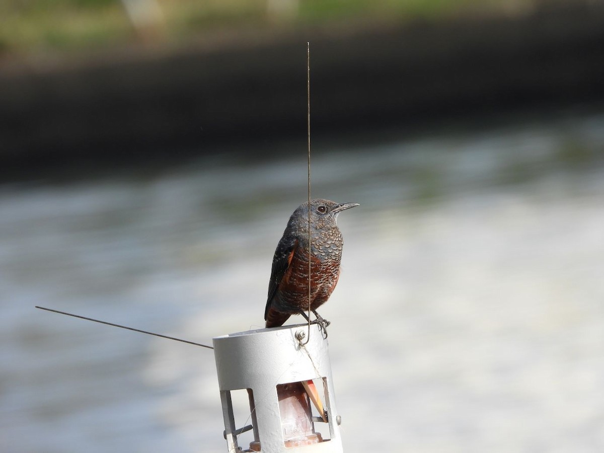 Blue Rock-Thrush - ML644913599