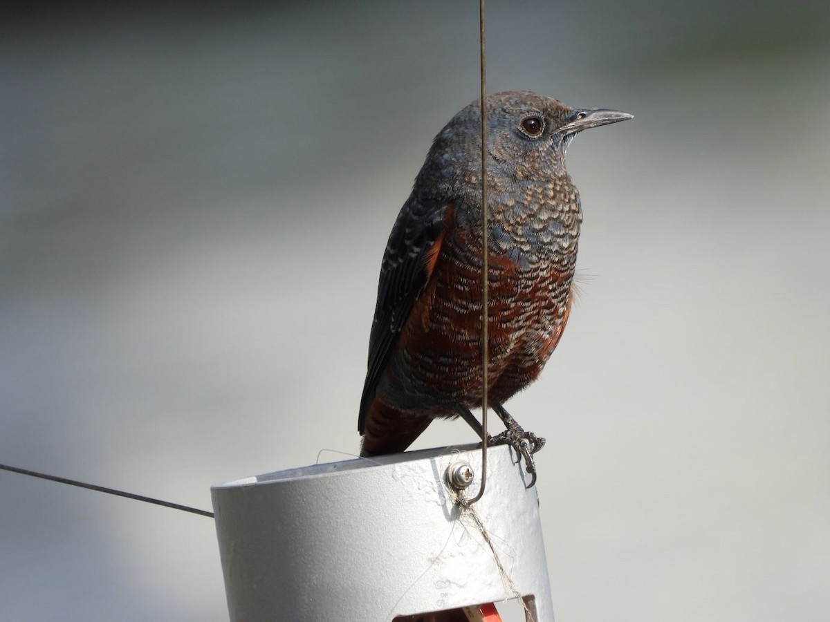 Blue Rock-Thrush - ML644913600