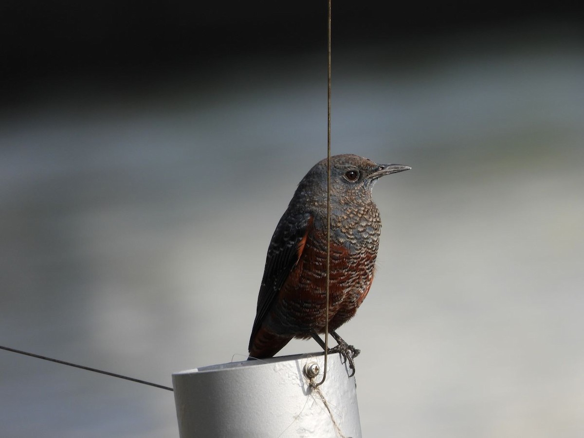 Blue Rock-Thrush - ML644913601