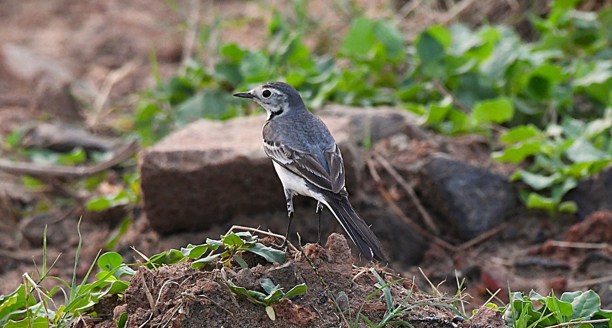White Wagtail - ML644913602