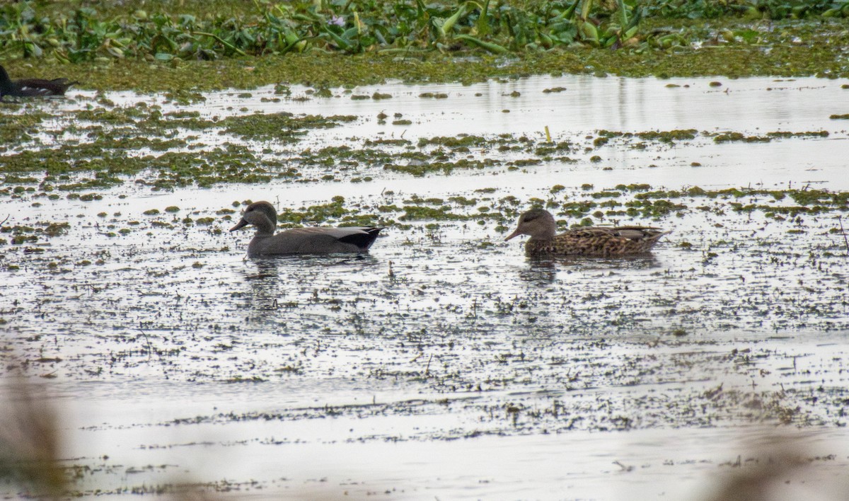 Gadwall - ML644913603