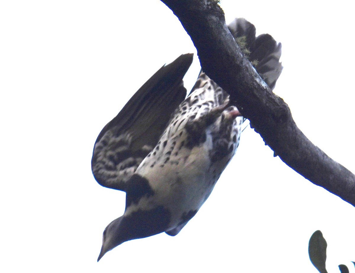 Wonga Pigeon - ML644913604