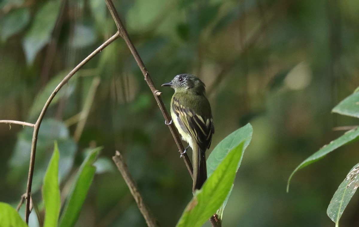 Slaty-capped Flycatcher - ML644913605
