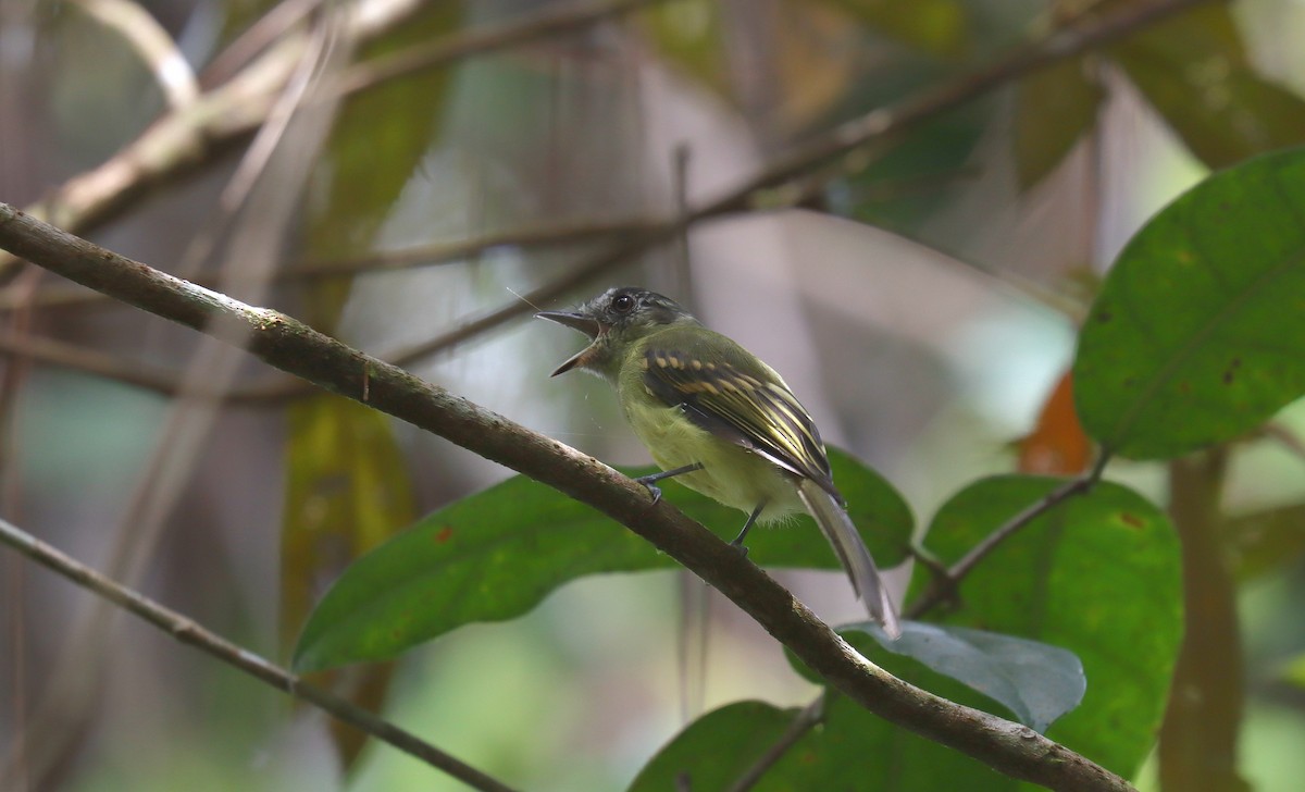 Slaty-capped Flycatcher - ML644913606