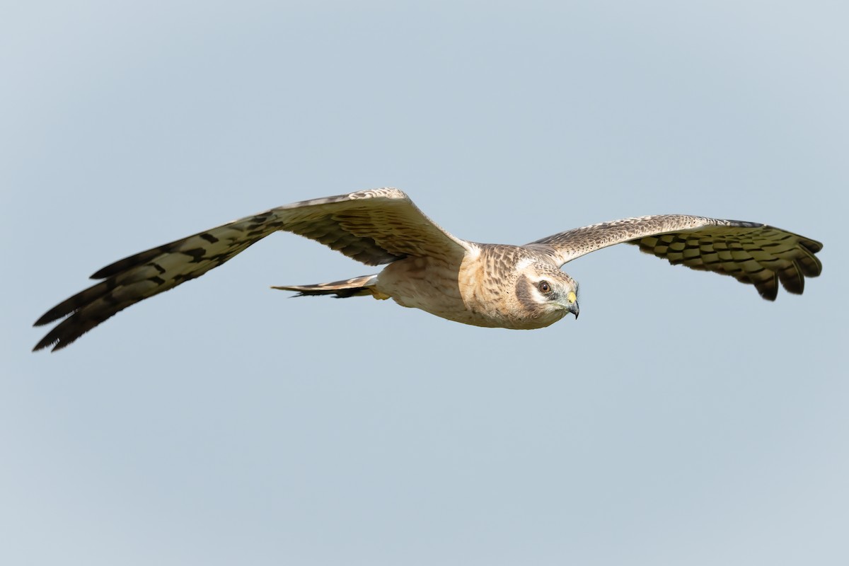 Montagu's Harrier - ML644913607