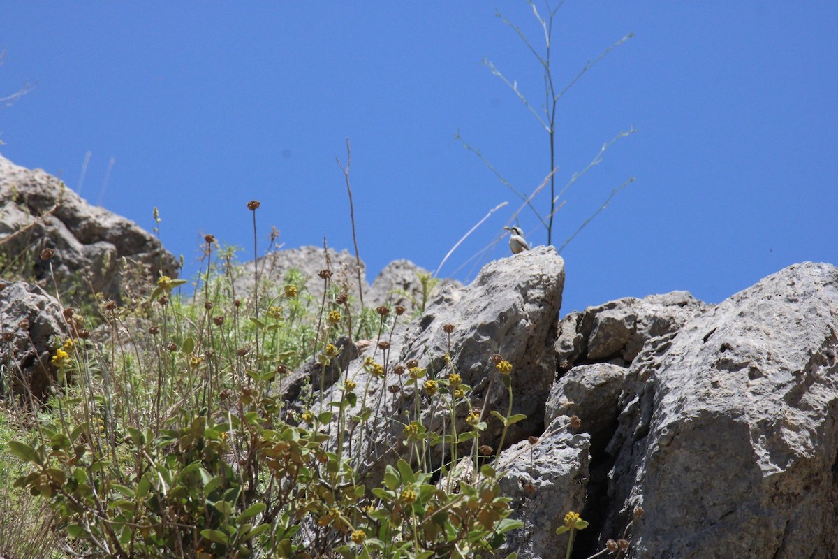 Western Rock Nuthatch - ML644913608