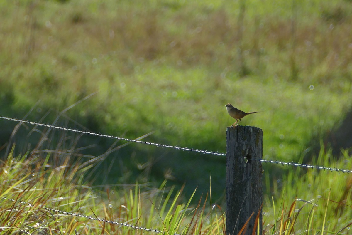 nymfesanger - ML644913615