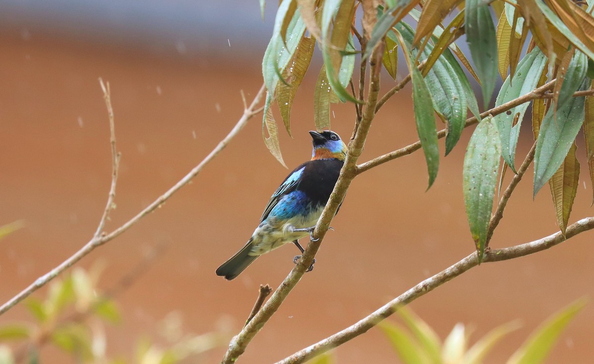 キンズキンフウキンチョウ - ML644913645