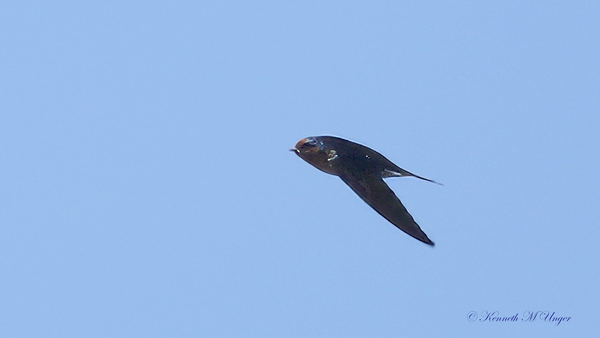 Haberci Kırlangıç - ML644913647