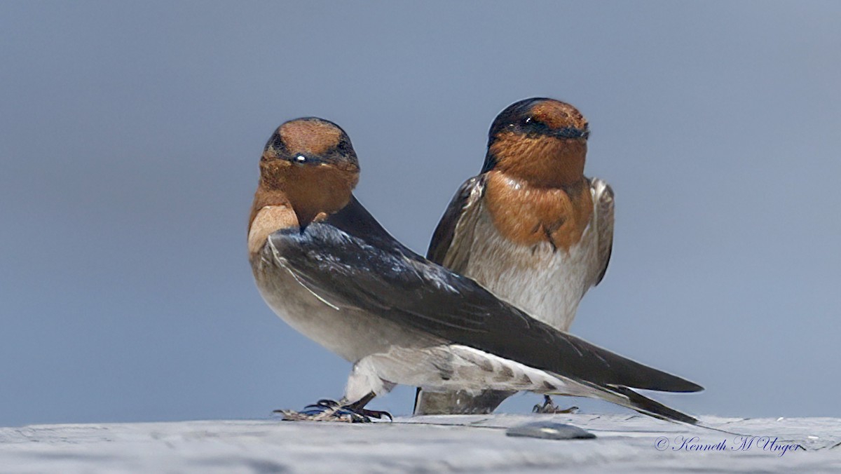 Haberci Kırlangıç - ML644913649