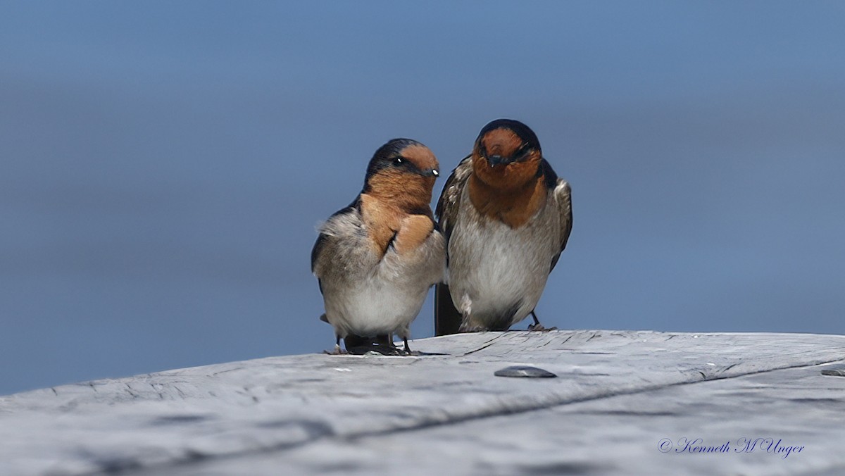 Haberci Kırlangıç - ML644913650