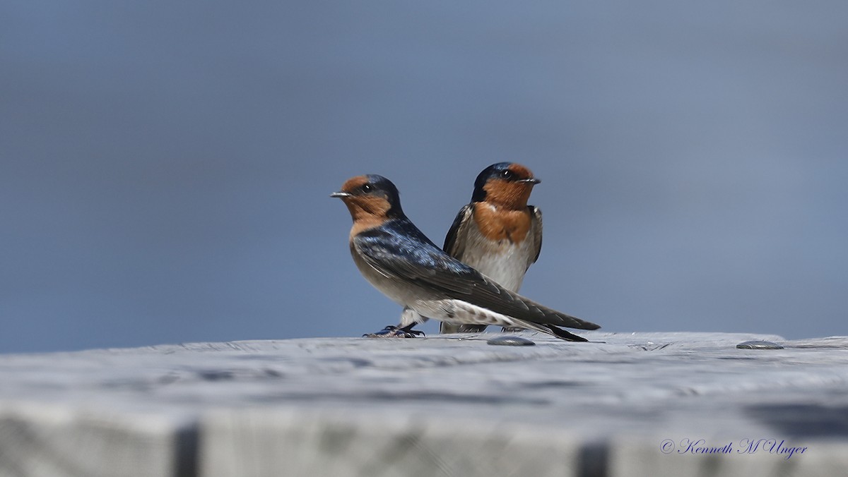 Haberci Kırlangıç - ML644913651