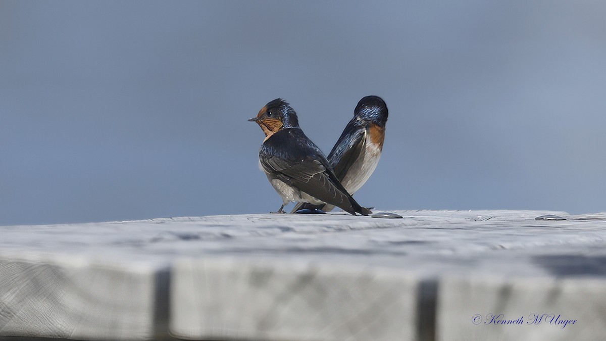 Haberci Kırlangıç - ML644913652