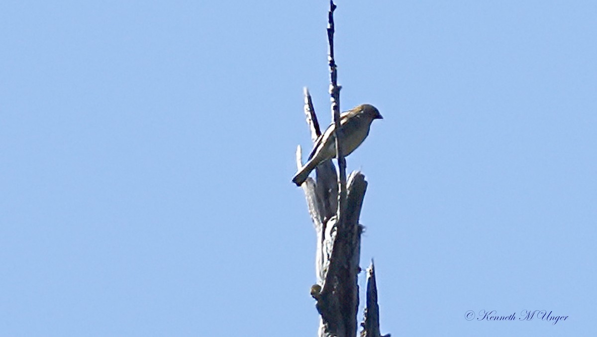 İspinoz - ML644913655