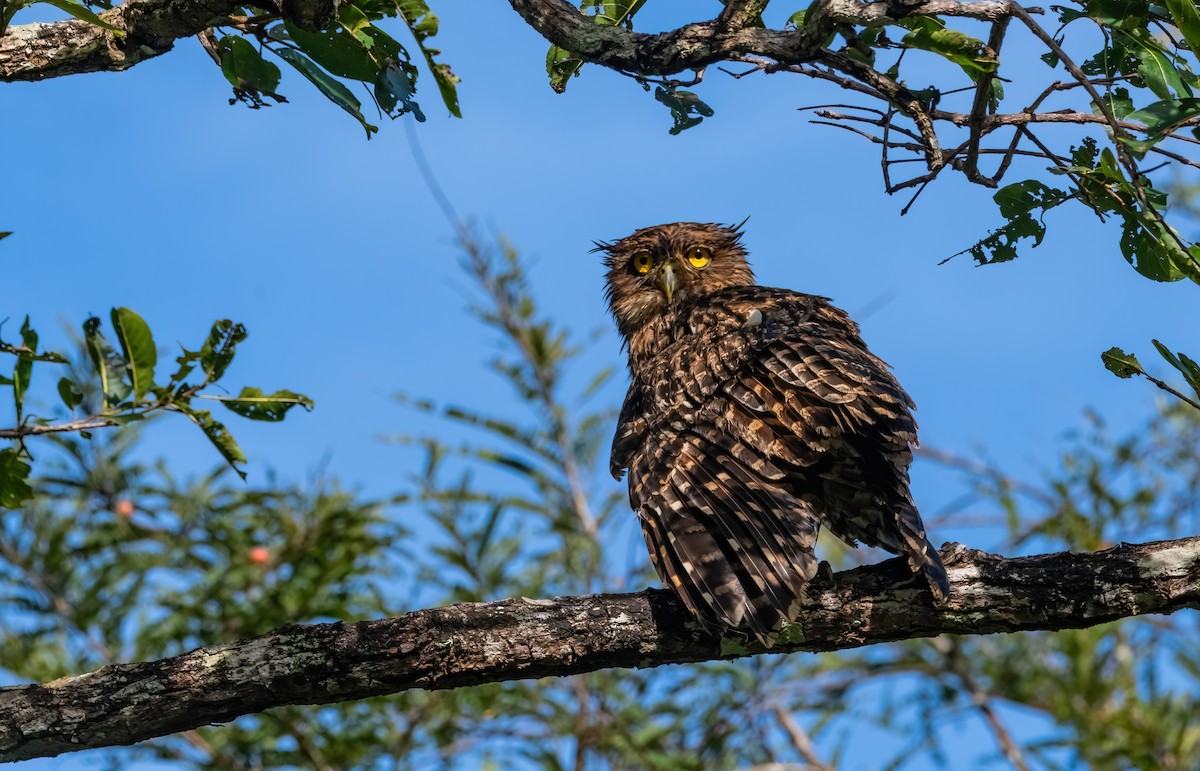 Grand-duc brun - ML644913657