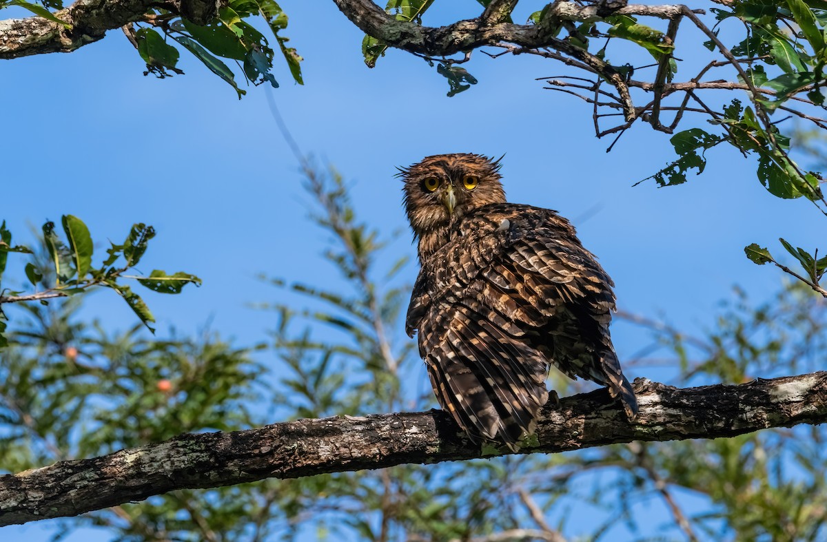 Grand-duc brun - ML644913658