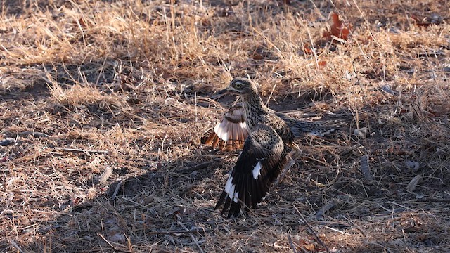 Лежень плямистий - ML644913665