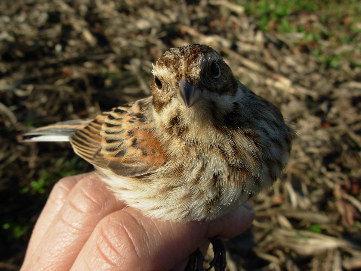 Reed Bunting - ML644913668