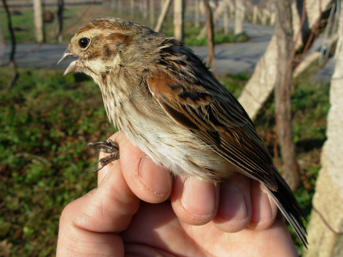 Reed Bunting - ML644913670