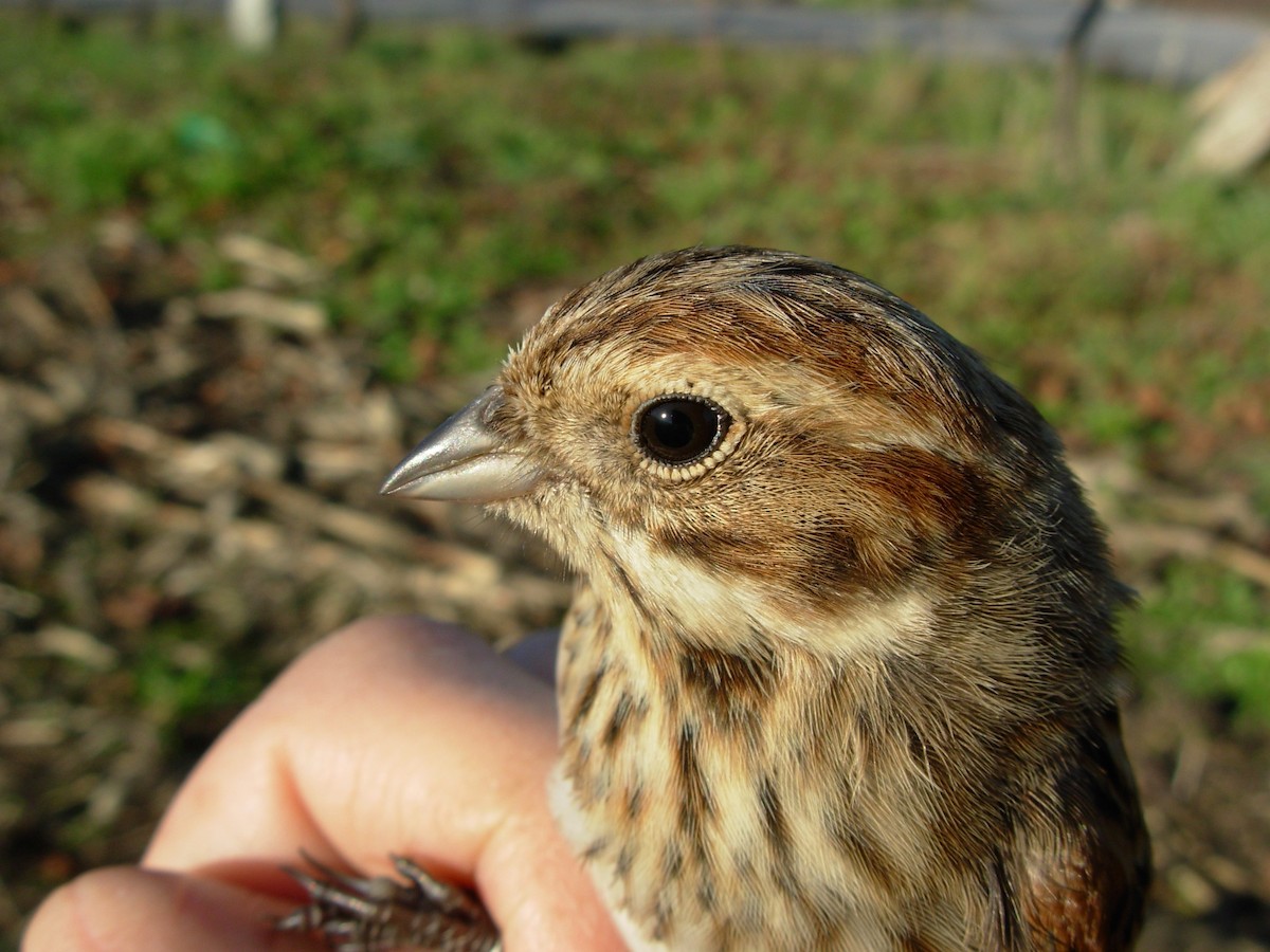 Reed Bunting - ML644913671