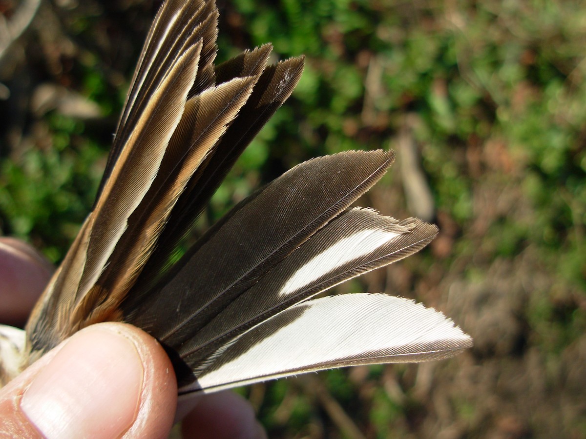 Reed Bunting - ML644913672