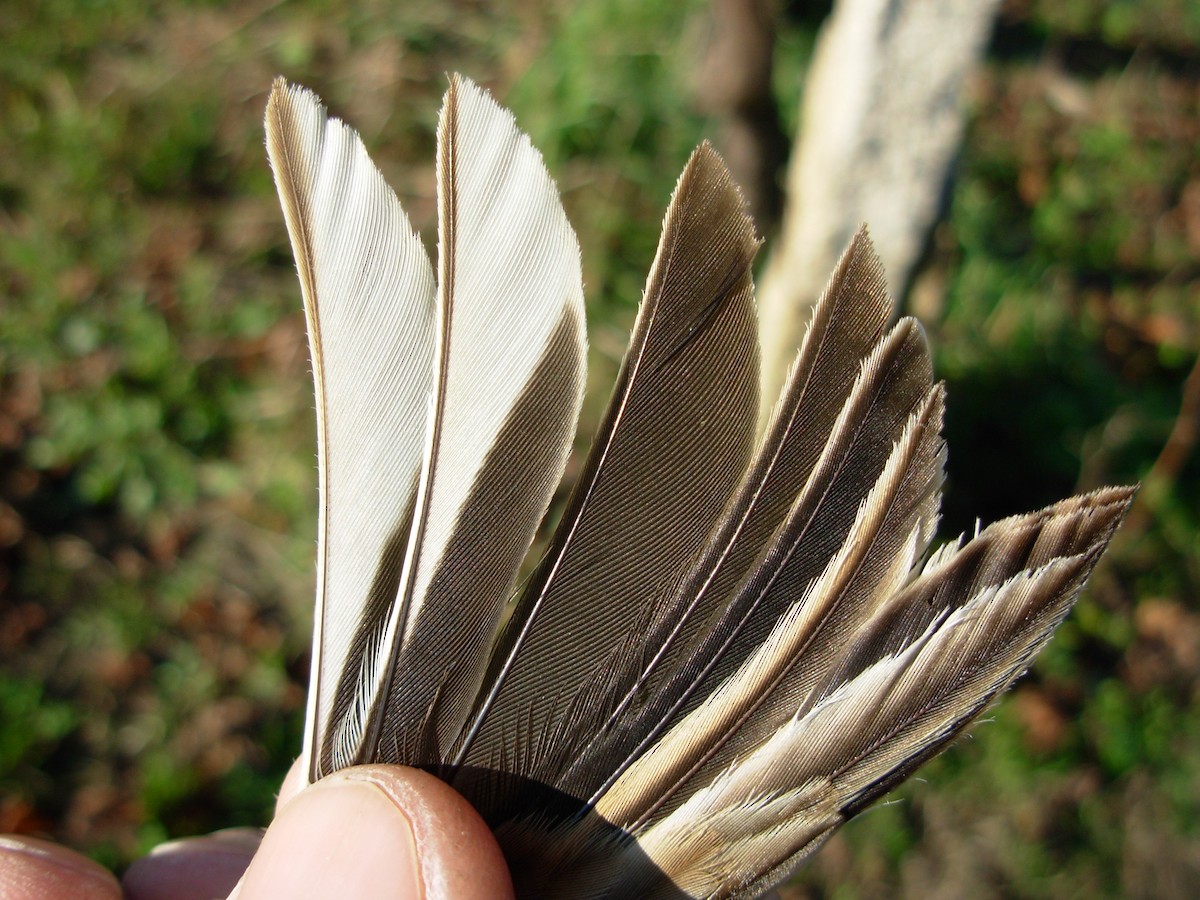 Reed Bunting - ML644913673