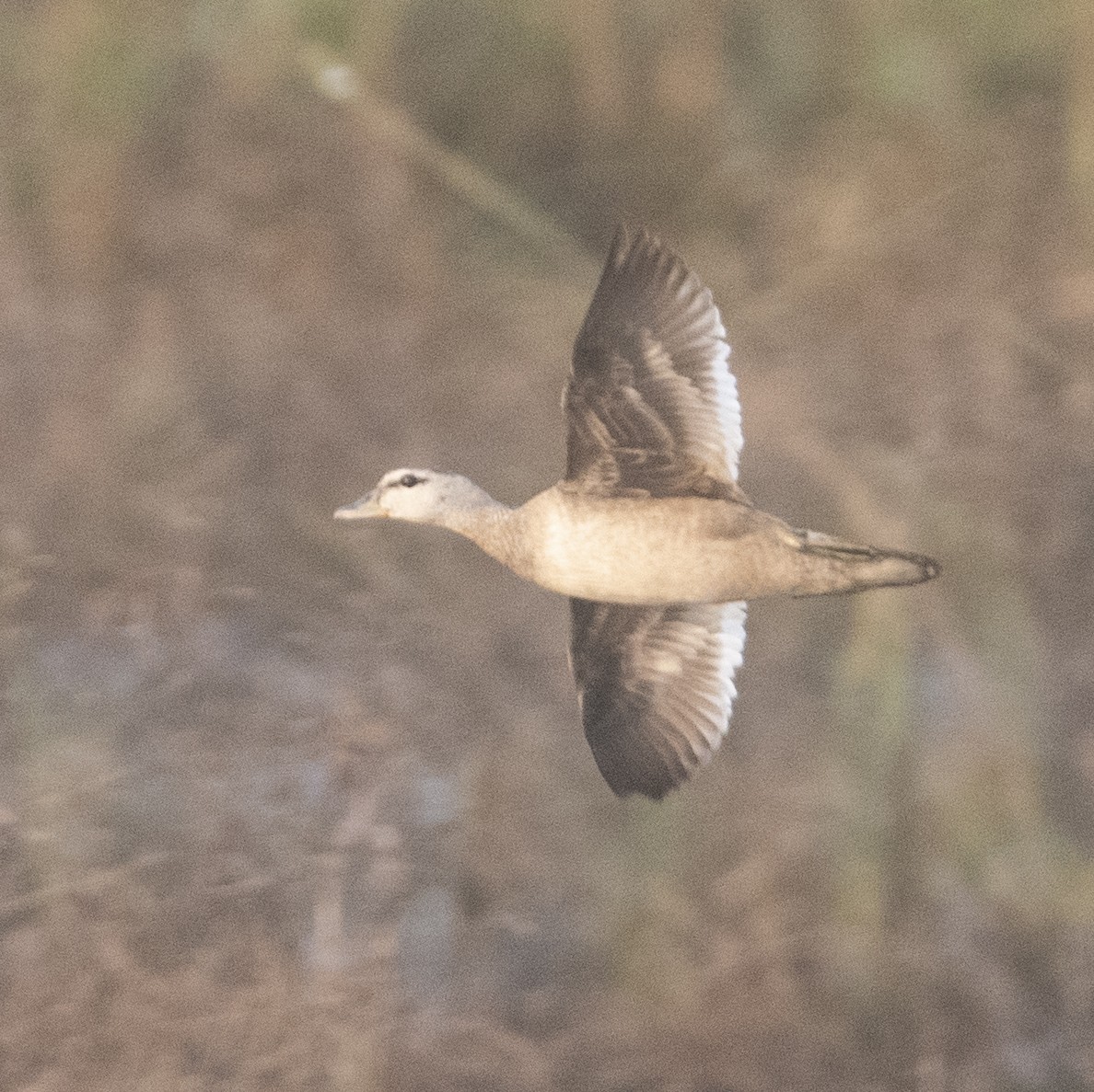 Cotton Pygmy-Goose - ML644913697