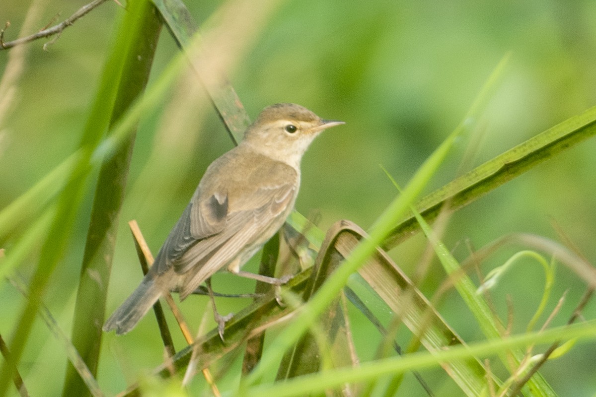Canapino asiatico - ML644913709