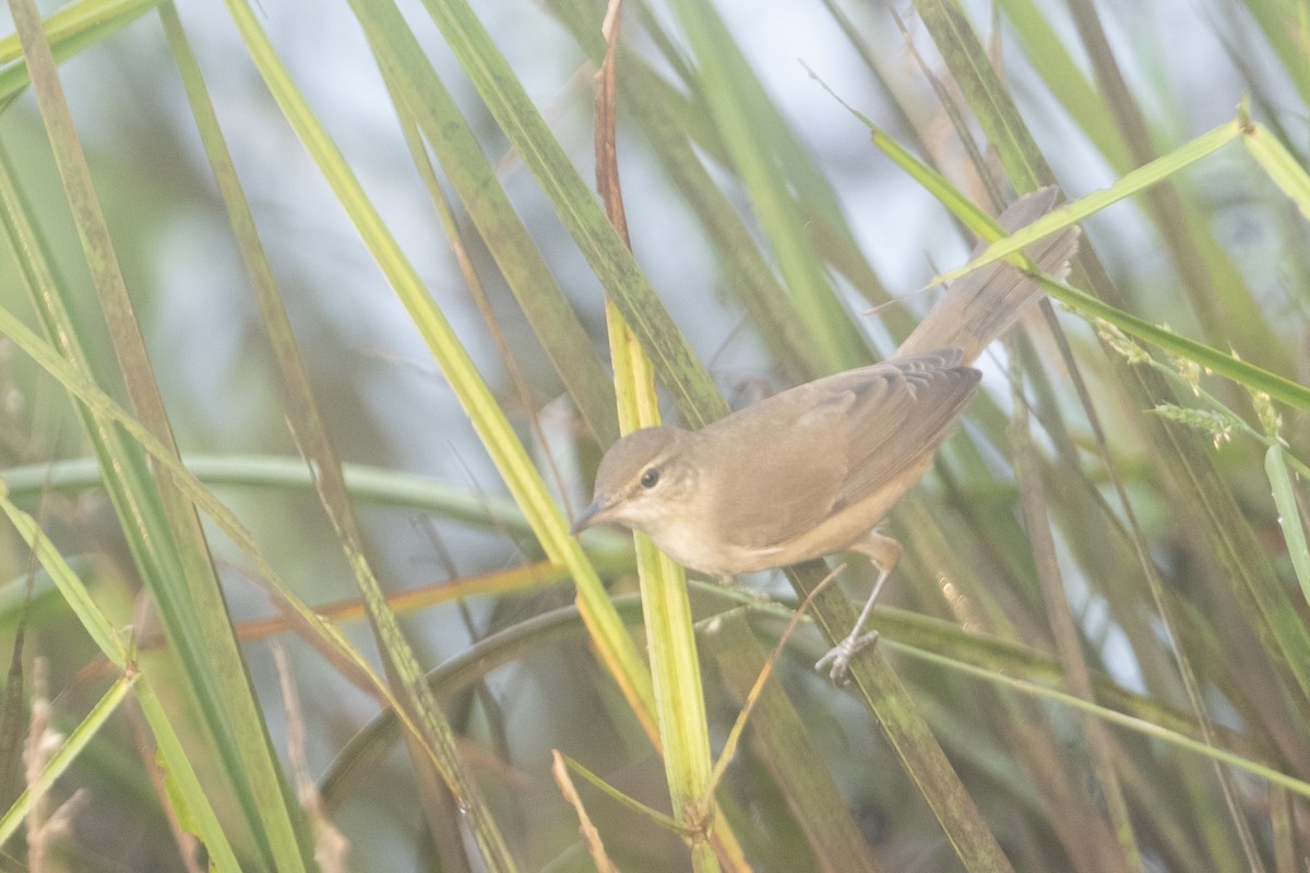 Clamorous Reed Warbler - ML644913725