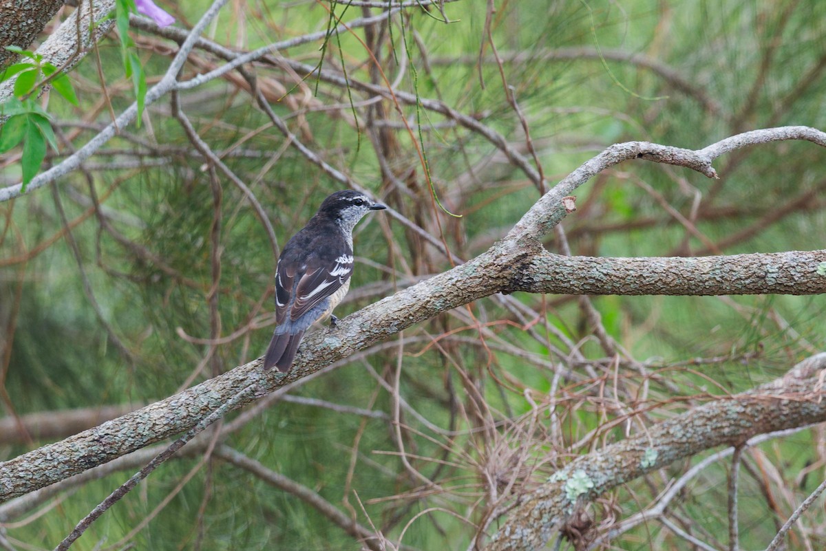 Varied Triller - ML644913734