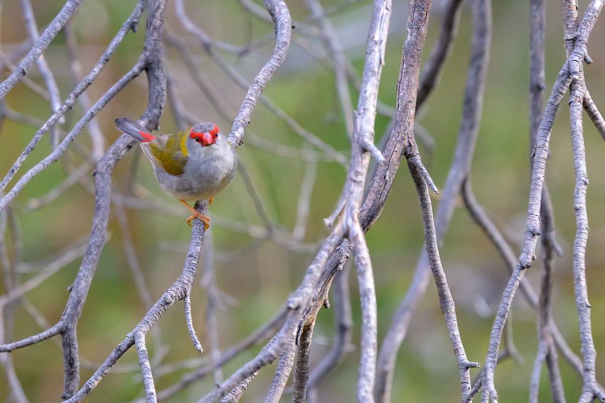 Al Kaşlı Belikınalı - ML644913740