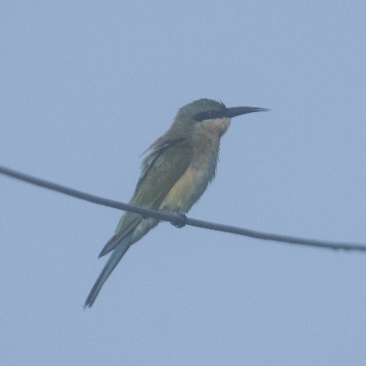 Blue-tailed Bee-eater - ML644913741