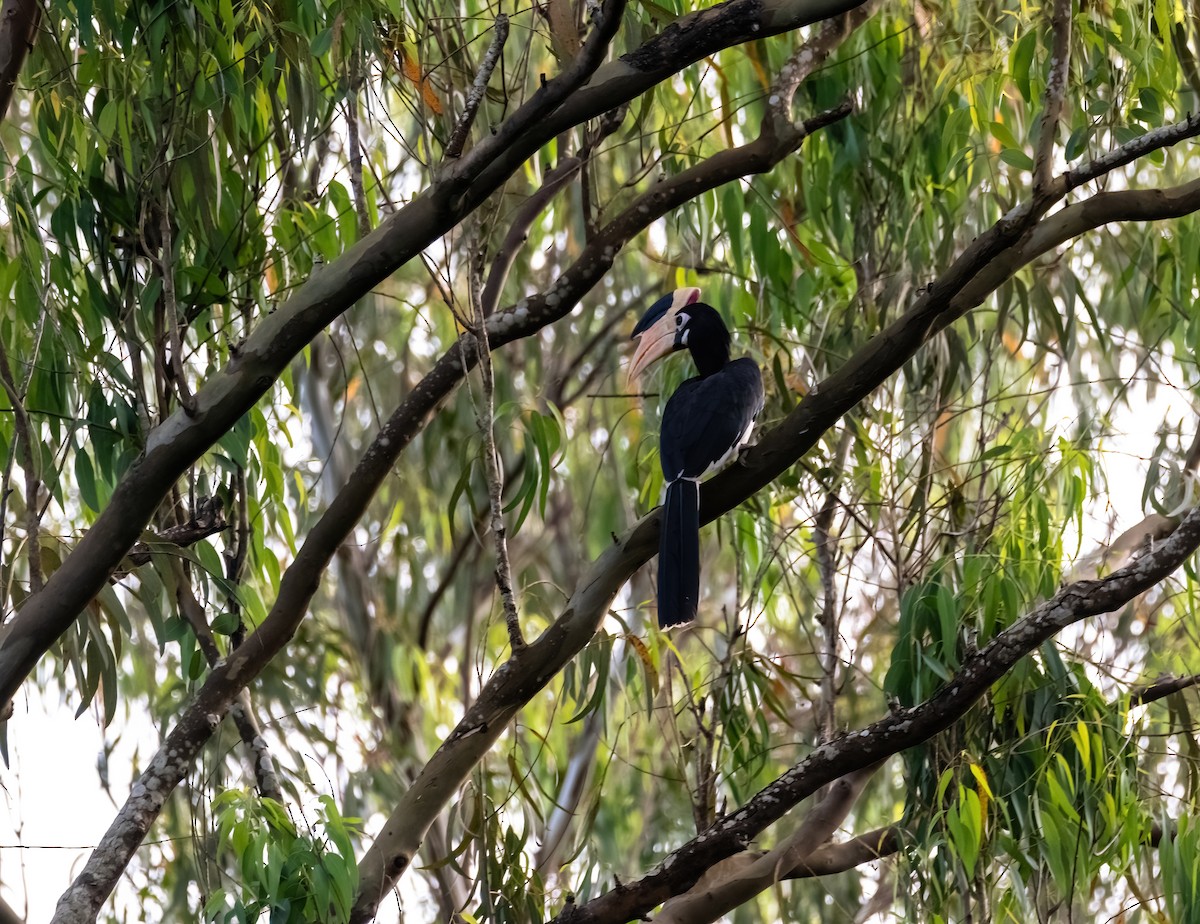 カササギサイチョウ - ML644913743