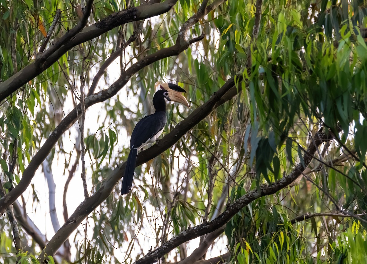 カササギサイチョウ - ML644913744