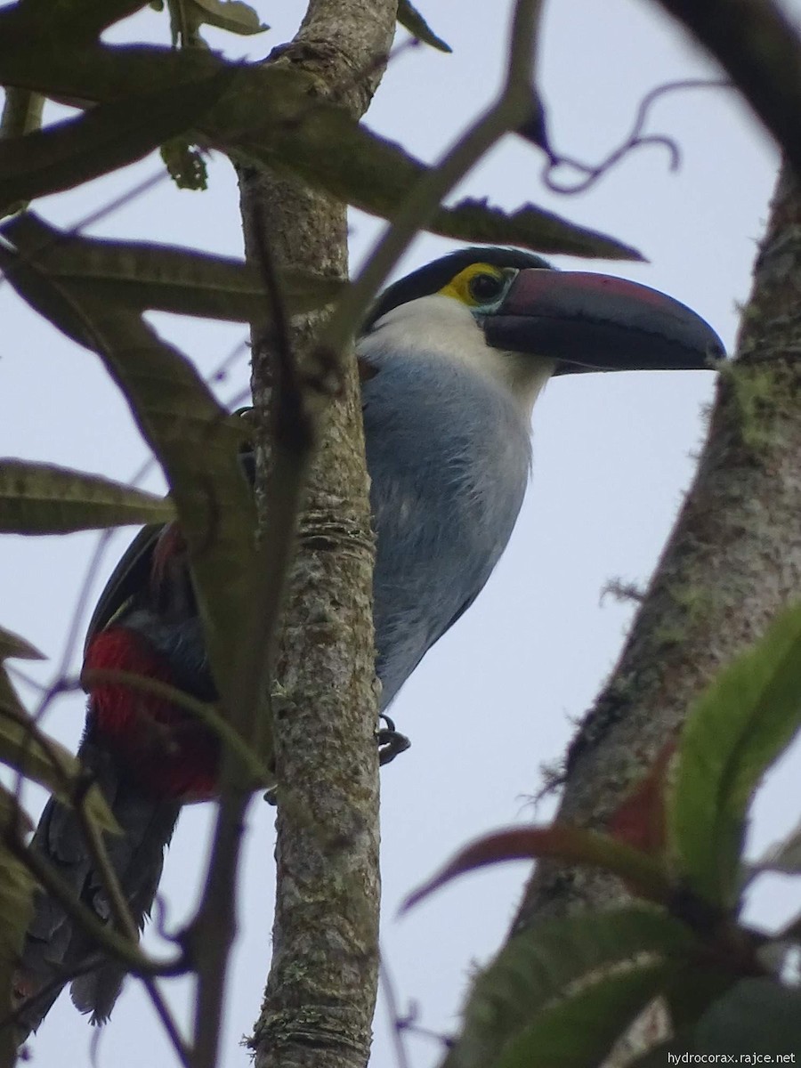 Андигена білощока - ML644913759