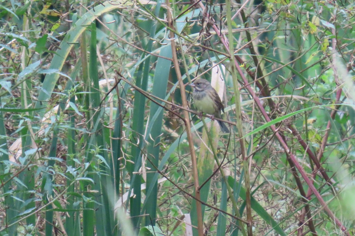 Black-faced Bunting - ML644913767